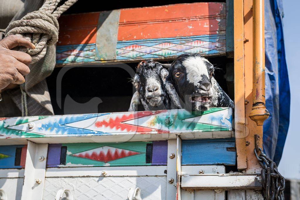 Indian goats bleat in the back of a colourful transport truck at Chakan Goat and Sheep market, Maharashtra, India, 2024