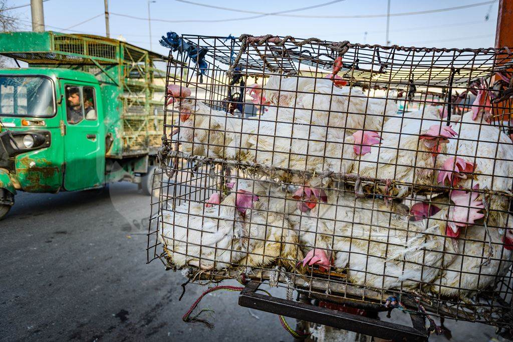 Indian broiler chickens packed tightly in cages on a motorbike at Ghazipur murga mandi, Ghazipur, Delhi, India, 2022