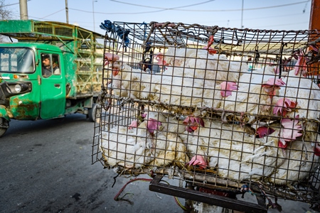 Indian broiler chickens packed tightly in cages on a motorbike at Ghazipur murga mandi, Ghazipur, Delhi, India, 2022