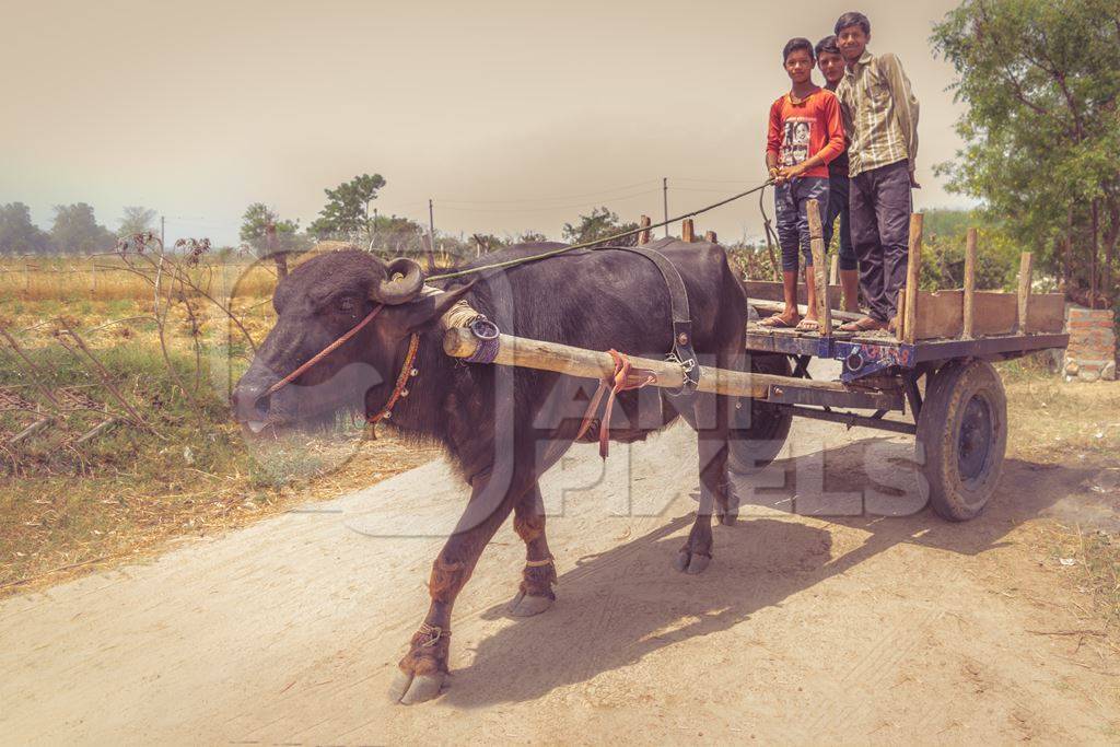Working buffalo pulling cart with boys in rural countryside
