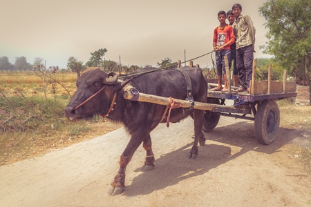 Working buffalo pulling cart with boys in rural countryside