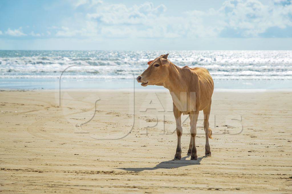 Cow on the beach in Goa, India