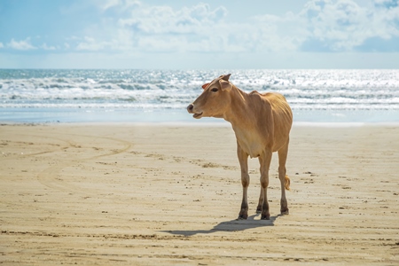 Cow on the beach in Goa, India