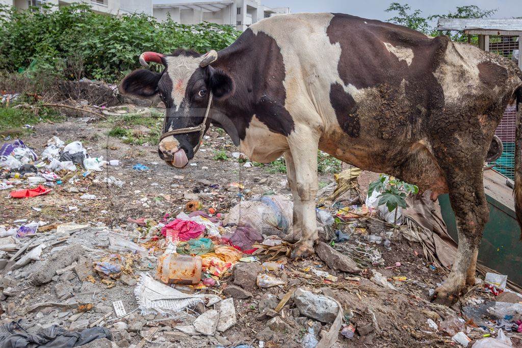 Dairy cow eating from a large pile of garbage in the street in a city