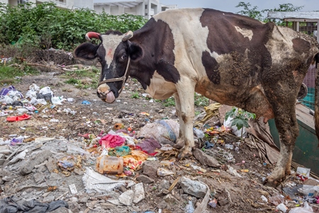 Dairy cow eating from a large pile of garbage in the street in a city