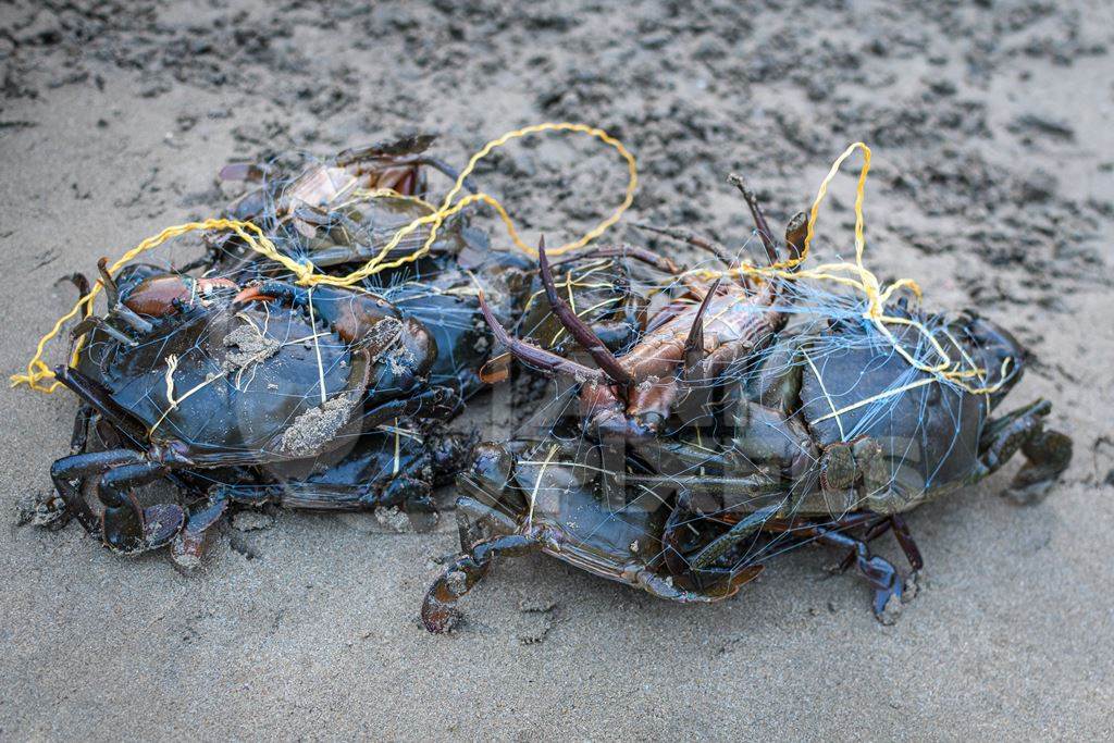 Indian mud crabs trapped in fishing net at Malvan fish market on beach in Malvan, Maharashtra, India, 2022