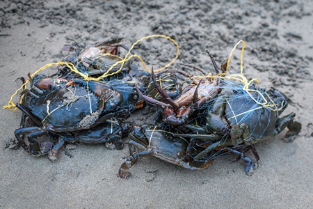 Indian mud crabs trapped in fishing net at Malvan fish market on beach in Malvan, Maharashtra, India, 2022