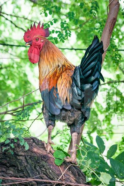 Free range cockerel or rooster crowing in a green forest