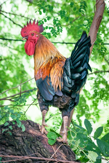 Free range cockerel or rooster crowing in a green forest