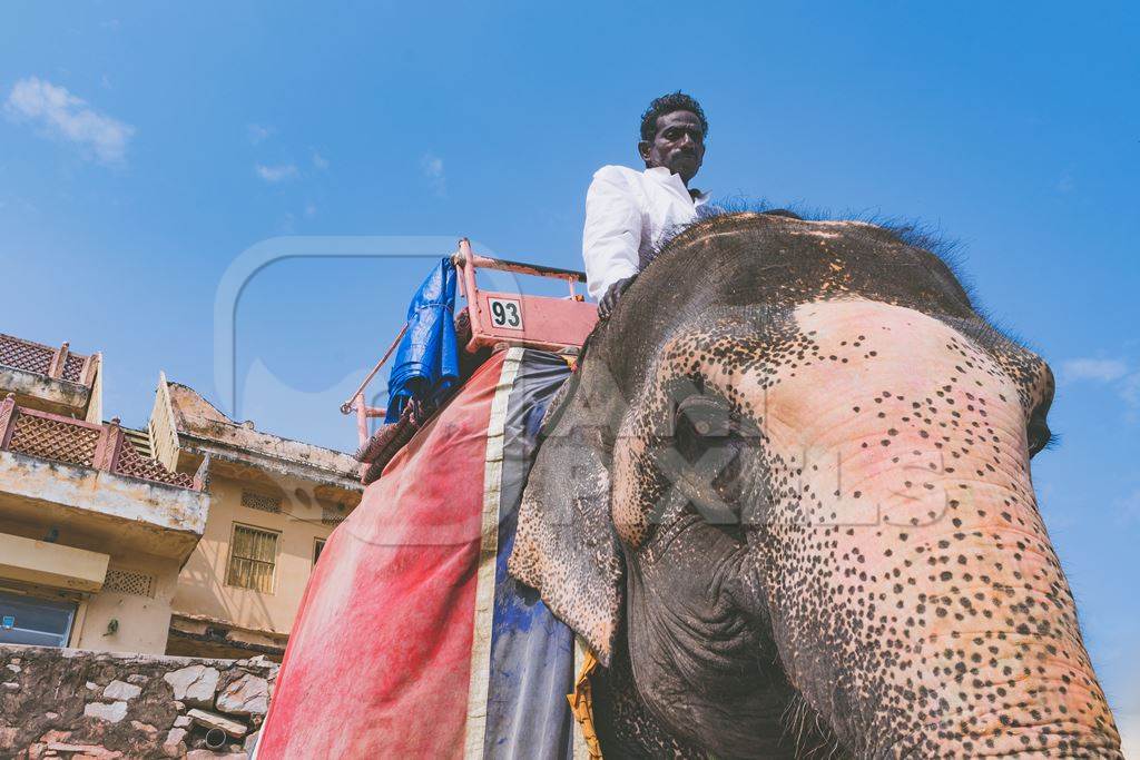 Working elephant with mahout used for tourist elephant rides at Amber palace, near Jaipur