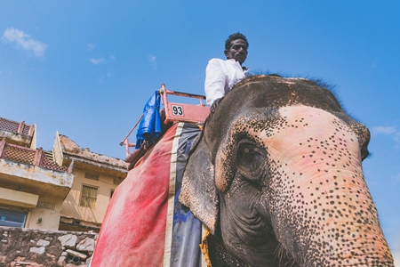 Working elephant with mahout used for tourist elephant rides at Amber palace, near Jaipur