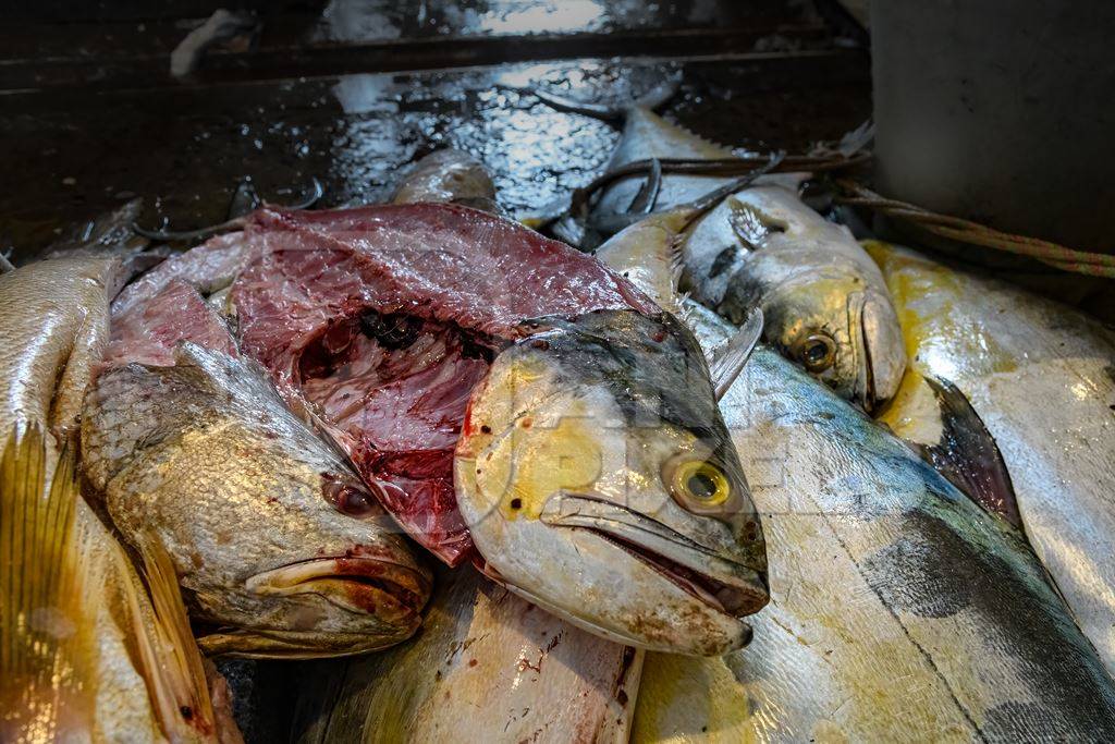 Dead fish on sale at the fish market inside New Market, Kolkata, India, 2022