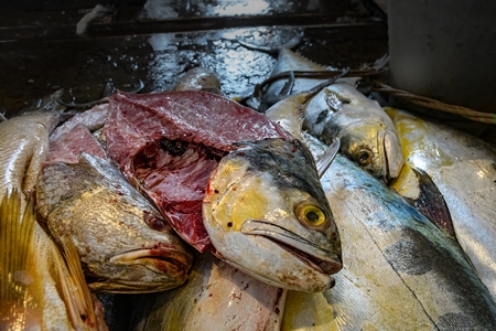 Dead fish on sale at the fish market inside New Market, Kolkata, India, 2022