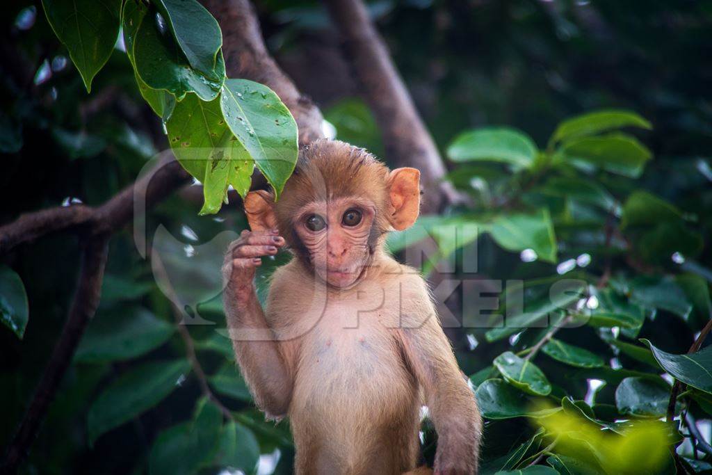 Cute macaque monkey looking at camera with green trees in background, India