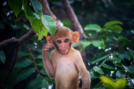 Cute macaque monkey looking at camera with green trees in background, India