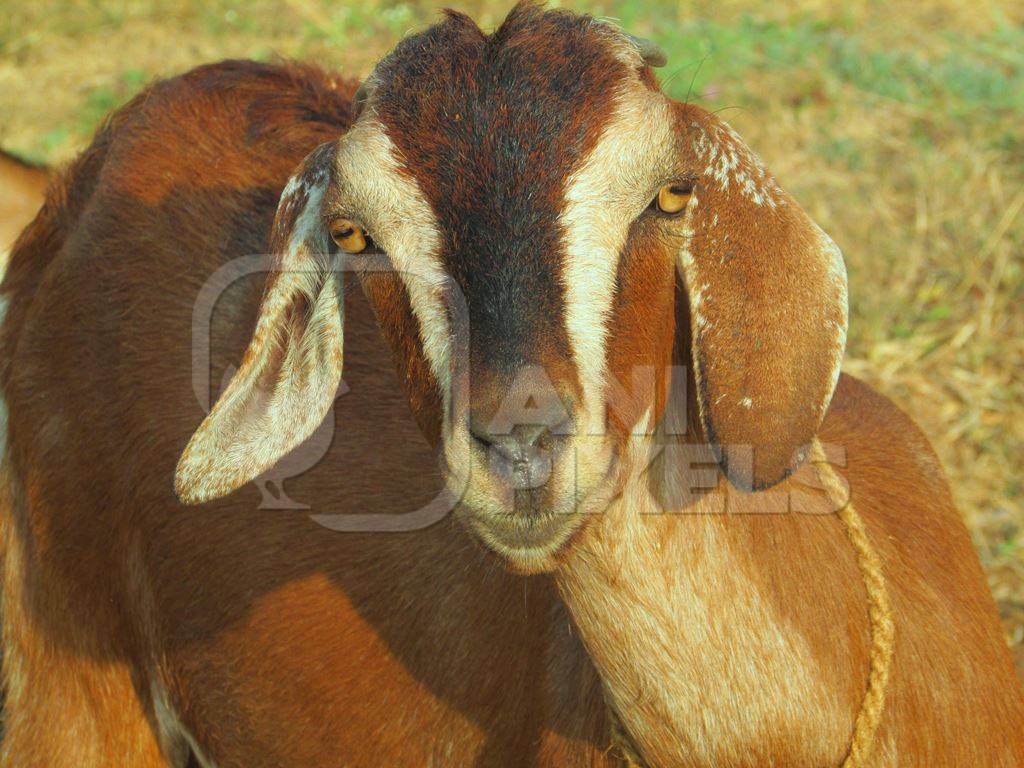 Brown goat with striped face in field