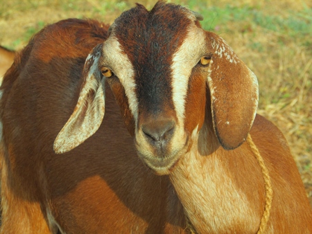Brown goat with striped face in field