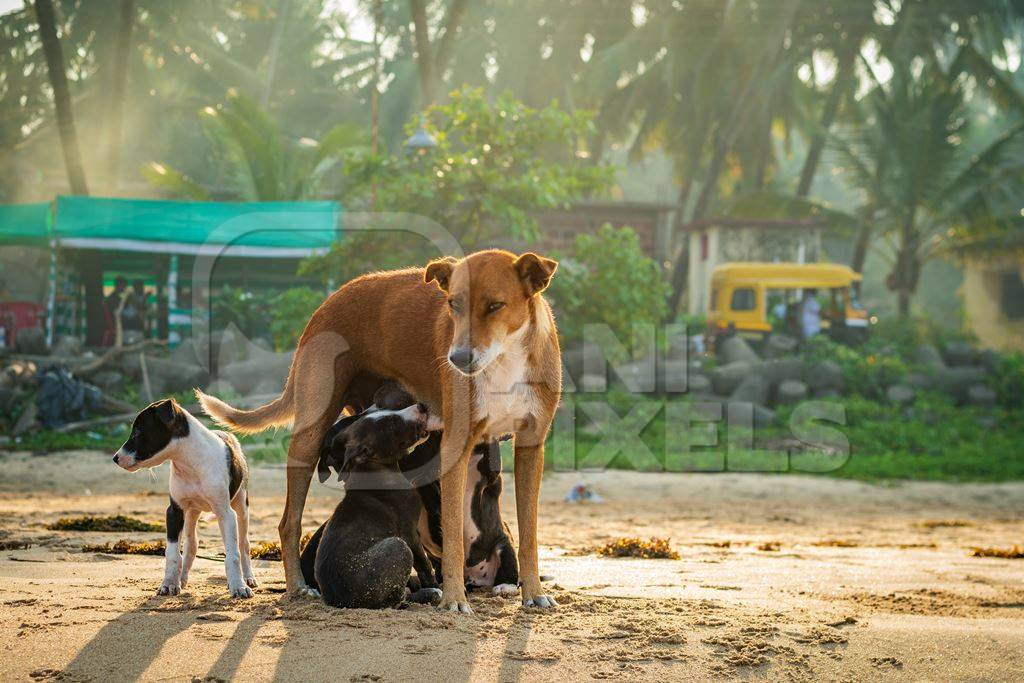 Mother Indian stray street dog with litter of puppies suckling on a beach in Maharashtra, India