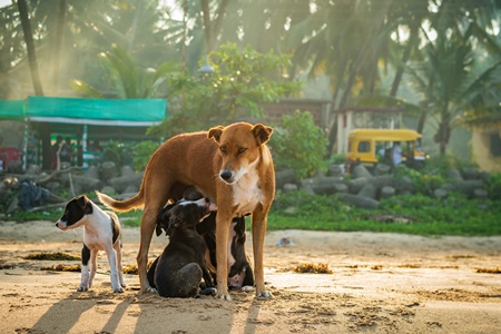 Mother Indian stray street dog with litter of puppies suckling on a beach in Maharashtra, India