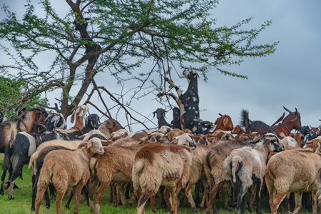 Herd of Indian goats and sheep grazing in field with one goat standing on hind legs eating branches in Maharashtra in India