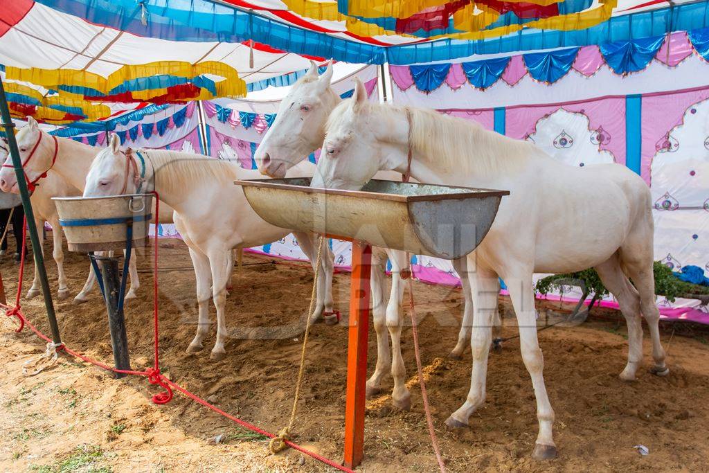 White Indian horses on sale at a horse fair inside Pushkar camel fair in Pushkar, Rajasthan in India