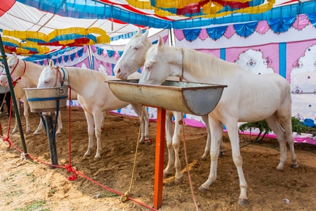 White Indian horses on sale at a horse fair inside Pushkar camel fair in Pushkar, Rajasthan in India