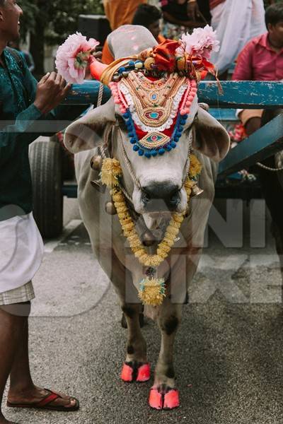 Decorated bullock pulling cart