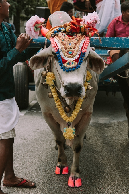 Decorated bullock pulling cart