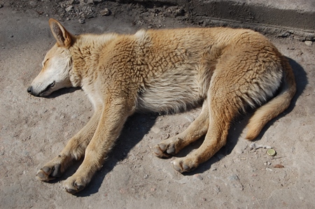 Beige fluffy street dog lying sleeping on ground