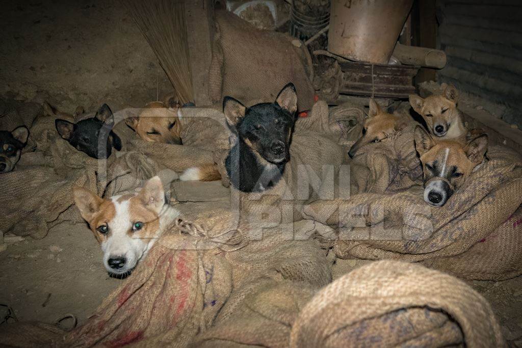 Indian dogs tied up in sacks at a dog meat market in Nagaland, India, 2018