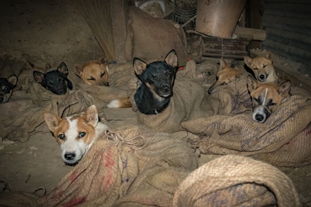 Indian dogs tied up in sacks at a dog meat market in Nagaland, India, 2018