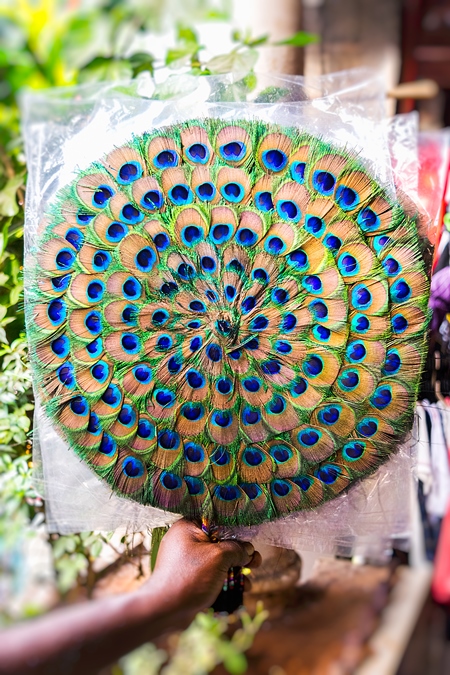Sellers with green peacock feather fans on sale in street