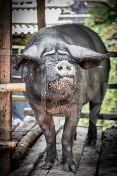 Pig in wooden pig pen on farm in rural Nagaland