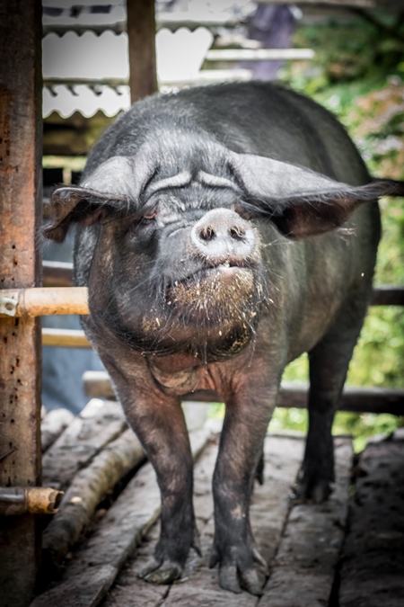 Pig in wooden pig pen on farm in rural Nagaland