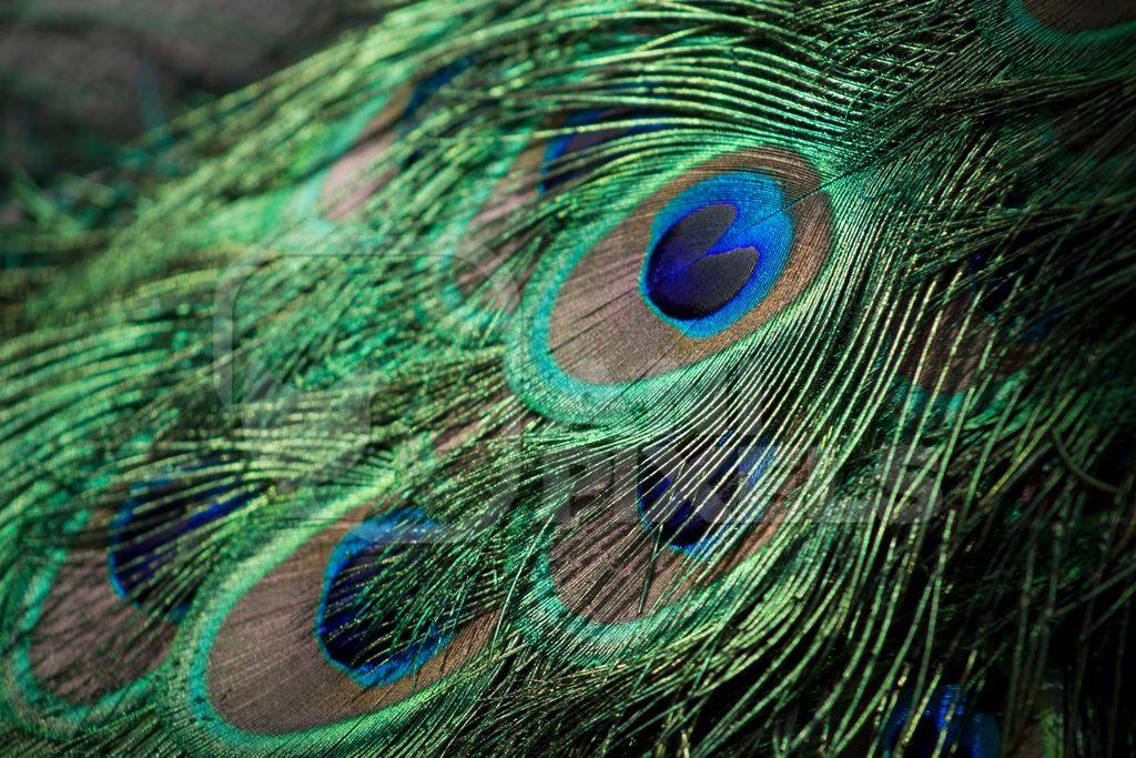 Colourful peacock feathers