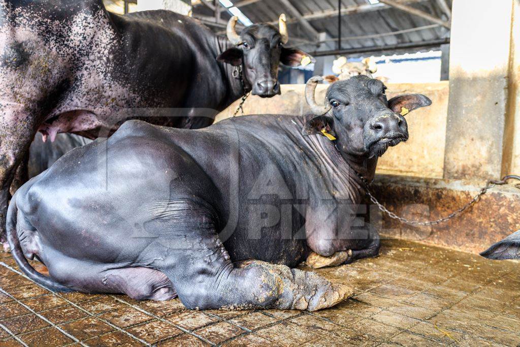 Indian buffalo with injured and swollen leg tied up in a line in a concrete shed on an urban dairy farm or tabela, Aarey milk colony, Mumbai, India, 2023