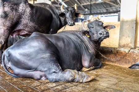 Indian buffalo with injured and swollen leg tied up in a line in a concrete shed on an urban dairy farm or tabela, Aarey milk colony, Mumbai, India, 2023