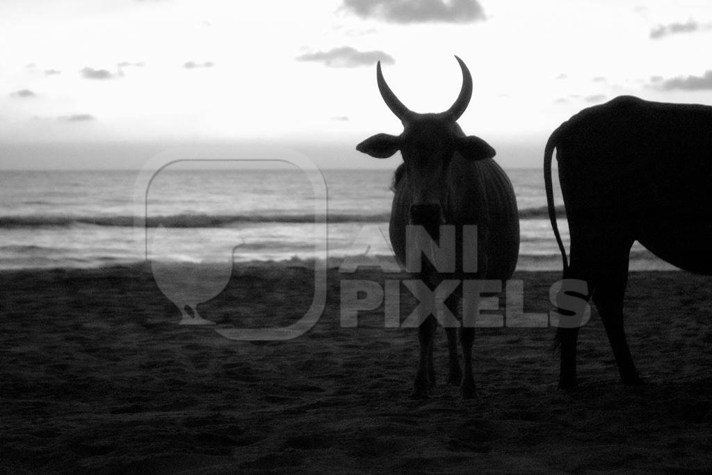 Dark silhouette of  cows on the beach at sunset in Goa, India