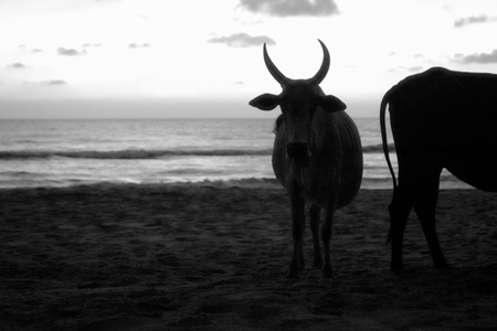 Dark silhouette of  cows on the beach at sunset in Goa, India