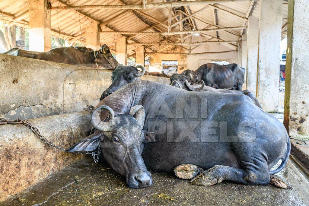 Indian buffaloes tied up in a line in a concrete shed on an urban dairy farm or tabela, Aarey milk colony, Mumbai, India, 2023