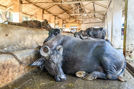 Indian buffaloes tied up in a line in a concrete shed on an urban dairy farm or tabela, Aarey milk colony, Mumbai, India, 2023