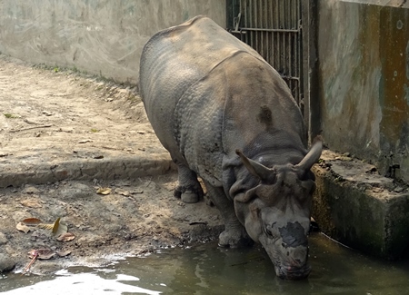One horned rhino in dirty enclosure in Kolkata Zoo