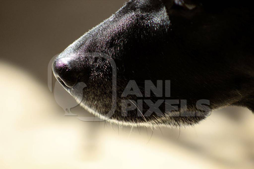 Close up of nose of black dog