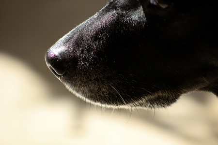 Close up of nose of black dog
