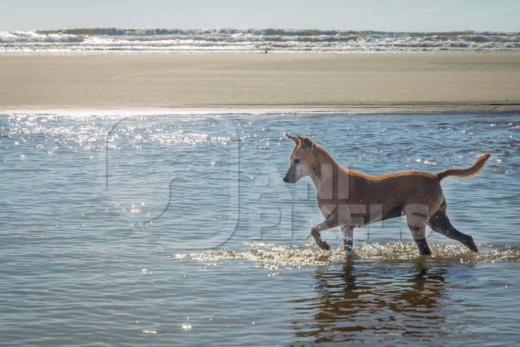 Beach dog on sandy beach in Goa also stray dog or street dog