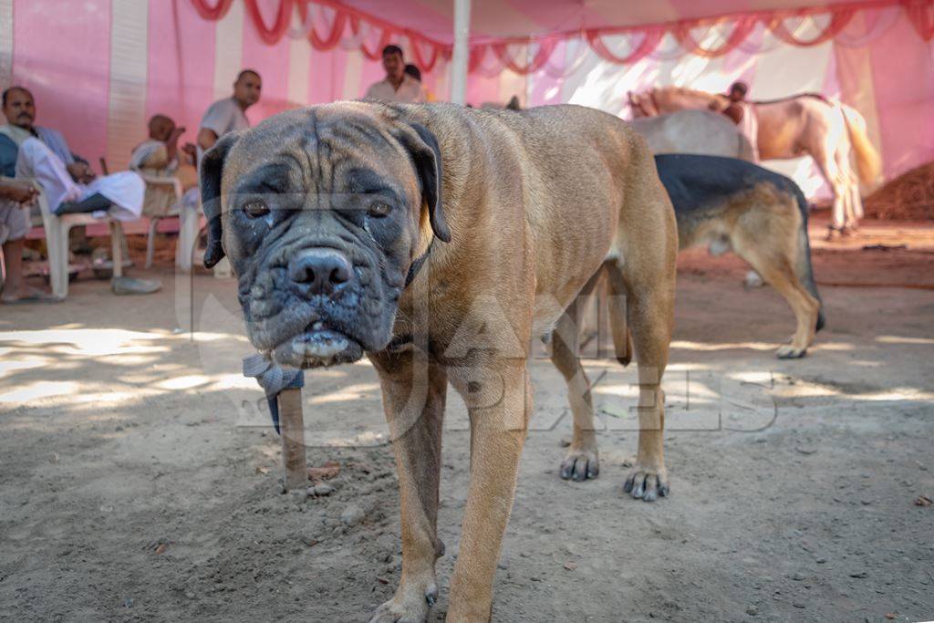 Pedigree breed boxer dog tied to a post on show in a tent at Sonepur mela and animal fair in Bihar