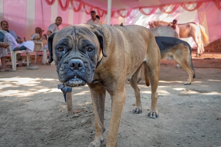 Pedigree breed boxer dog tied to a post on show in a tent at Sonepur mela and animal fair in Bihar