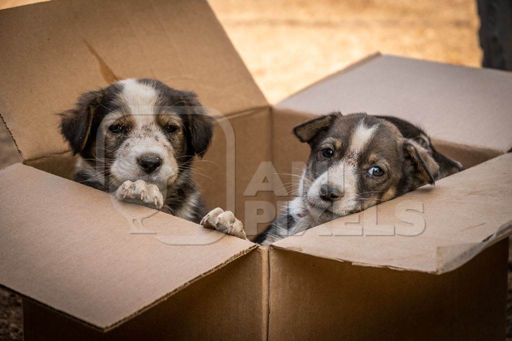 Cardboard box of three small abandoned street puppies in an urban city