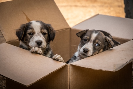 Cardboard box of three small abandoned street puppies in an urban city