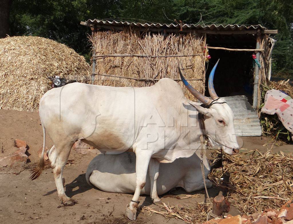 Working bullocks used for animal labour